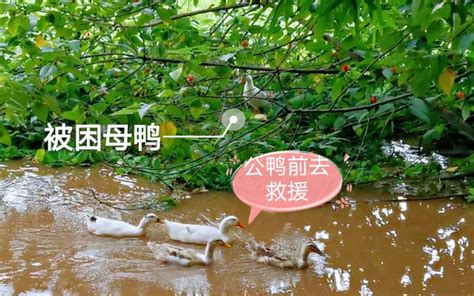 公鸭带队营救被洪水困住的母鸭，暴雨冲来入侵物种铺面河面，一群鸭子吓得不敢下水_哔哩哔哩 (゜-゜)つロ 干杯~-bilibili
