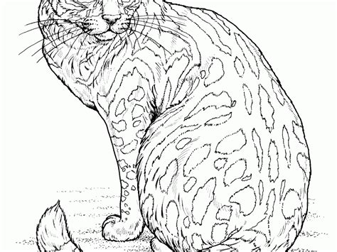 Coloring Page Realistic Cat