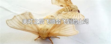 为什么飞蛾要围着灯光飞：飞蛾沿着光线飞(调整方向)_探秘志