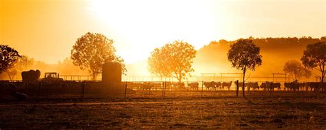 44 Millionen, 20.000 Rinder: Unternehmer erweitert XXL-Agrarimperium ...