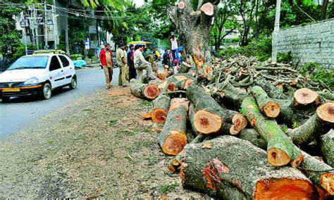 'We Want Govt To Explore Alternatives Before Cutting Trees' :Supreme ...