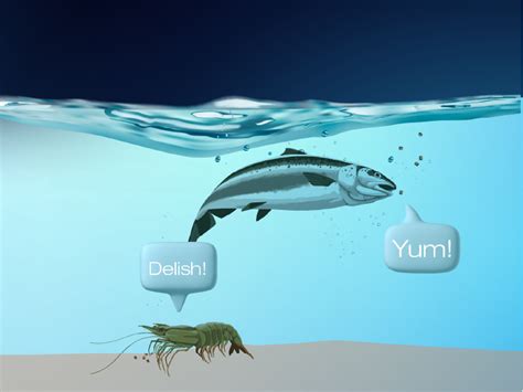 Do you know what fish and shrimp like to eat? We do! - Skretting