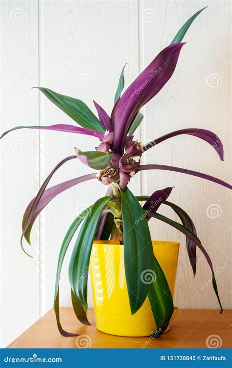 Tradescantia Spathacea, The Boatlily Or Moses In The Cradle Royalty ...
