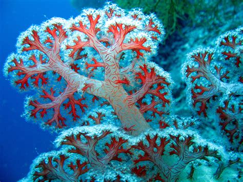 Coral Reef | Ocean plants, Beautiful sea creatures, Sea plants