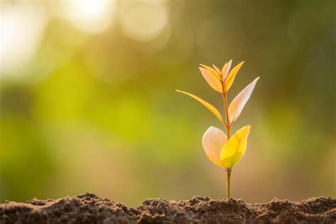 Green Environment 的图像结果