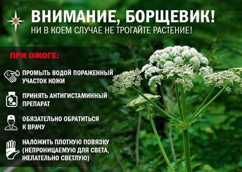 Борщевик ядовитый. Чем опасен борщевик. Фото растения