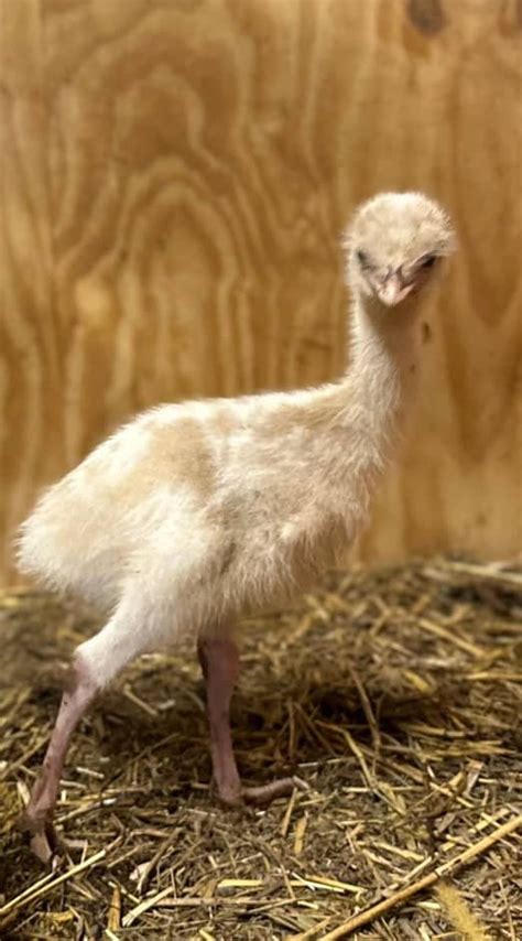 Dromaius novaehollandiae Emu in Saarbrücken | Tiere | Kleinanzeigen