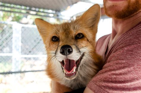 Are Pet Foxes Like Dogs