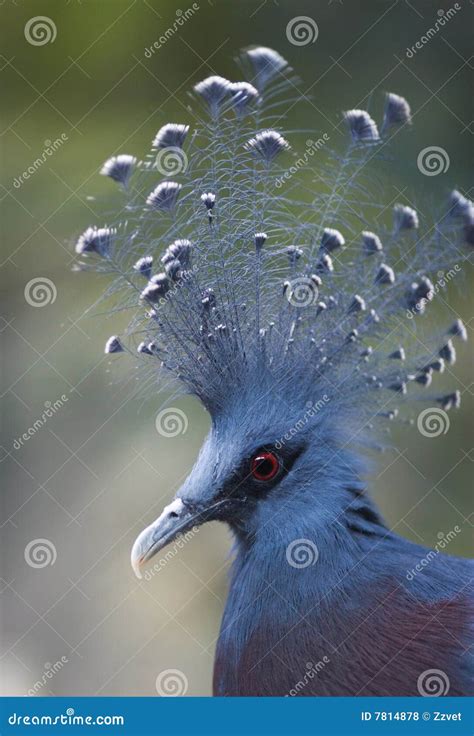 Victoria Crowned Pigeon (Goura Victoria) Stock Photo - Image of crown, looking: 7814878
