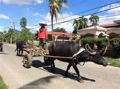 Philippine National Animal Carabao