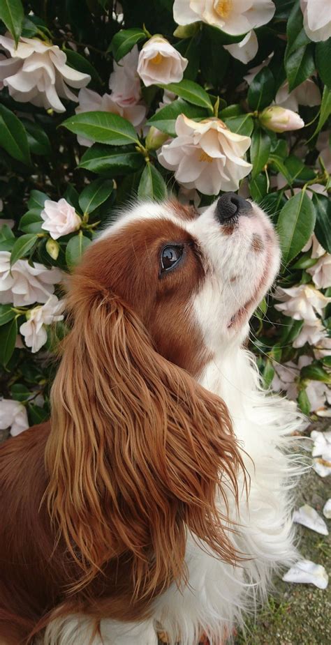 21 calm dog breeds to keep you company – Artofit