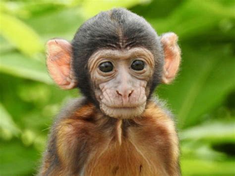 Image result for Monkey Using Computer Meme