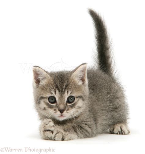 Grey tabby British Shorthair kitten photo WP26680