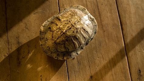 Image result for Tortoise Bottom Shell Fell Off