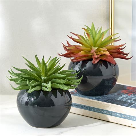 Buy Gloria Poco Artificial Succulent in Ceramic Pot from Home Centre at ...