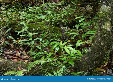 Forest Floor Plants In The Amazon Rainforest at Robin Bradley blog