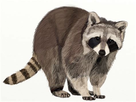 Easy Raccoon Drawing at GetDrawings | Free download