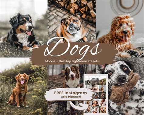 10 Dogs Lightroom Presets, Dogs Presets, Pets Presets for Lightroom ...