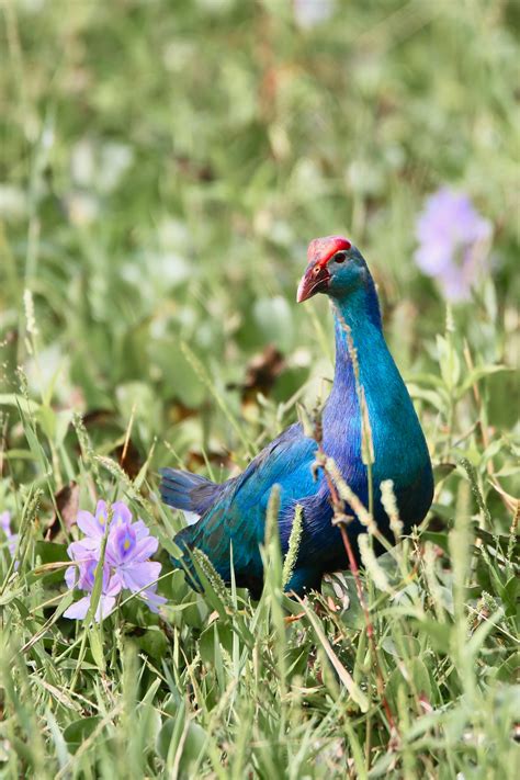 Colourful Grey-headed Swamphen
