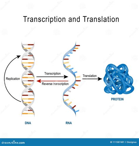 DNA Replication, Protein Synthesis, Transcription and Translation ...