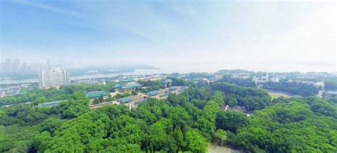 武汉大学重点文物保护 樱花大道景观提升 _武汉华天园林集团有限公司