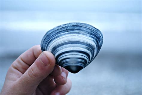 Image result for Blue Shell Song