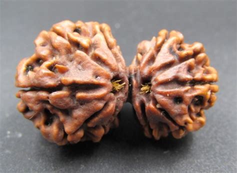 Buy 10 Mukhi Gaurishankar Nepali Rudraksha – Certified & Genuine ...