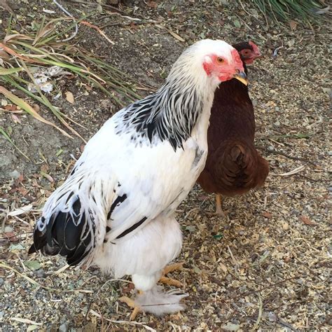 Light Brahma Hen or Rooster | BackYard Chickens - Learn How to Raise ...