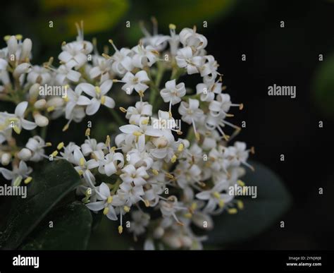 wax-leaf ligustrum (Ligustrum japonicum Stock Photo - Alamy