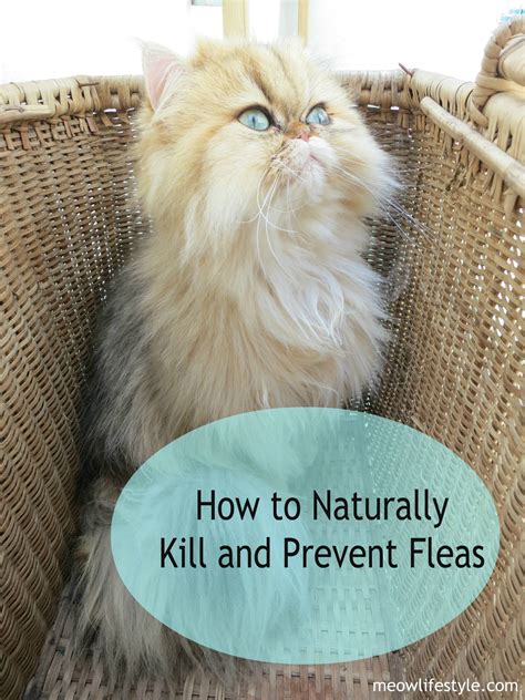 How to Naturally Kill and Prevent Fleas | Meow Lifestyle - what kills fleas on cats instantly naturally