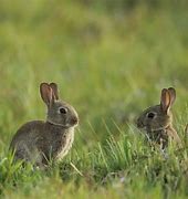 Image result for Too Cute Baby Bunnies