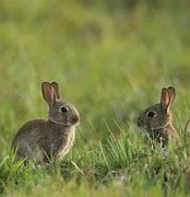 Image result for Photos of Baby Bunnies