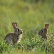 Image result for Pink White Baby Bunnies