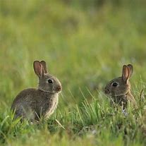 Image result for Stages of Wild Baby Bunnies