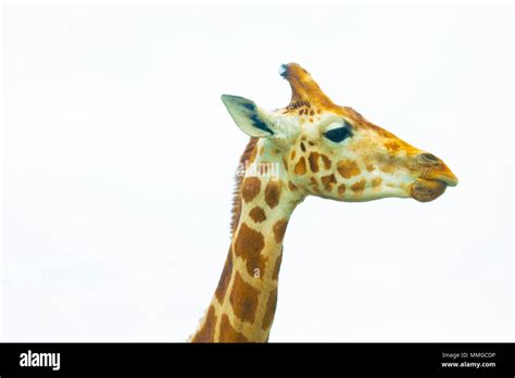 Nature Animals 的图像结果