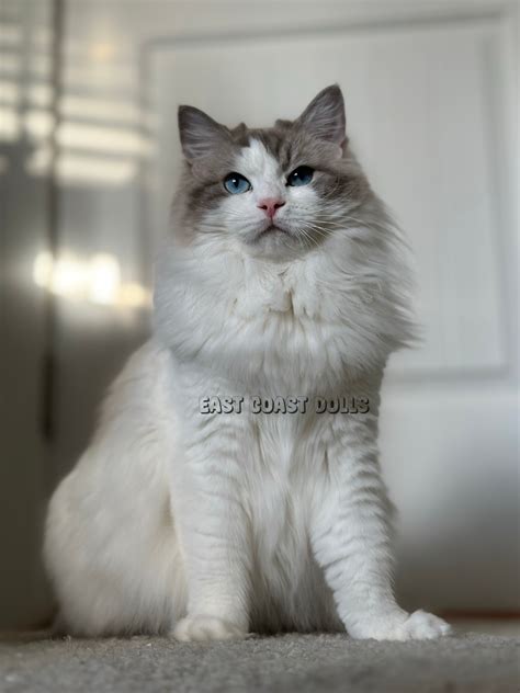 Retired Ragdoll Cat - Tica Registered Ragdoll Breeder
