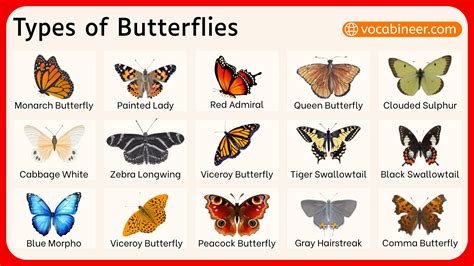 Different Types of Butterflies with Names and Pictures