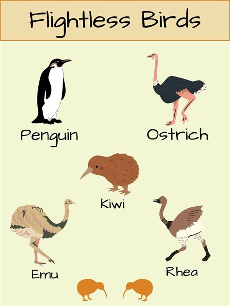 Flying & Flightless Birds Posters | Bird Classification for Kids by Sia ...