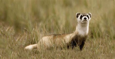 Where Do Ferrets Live In The Wild Understanding Their Natural Habitat