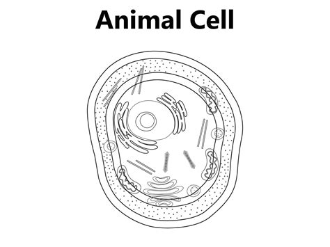 Endoplasmic Reticulum Diagram Structure Golgi Apparatus Cell Drawing ...