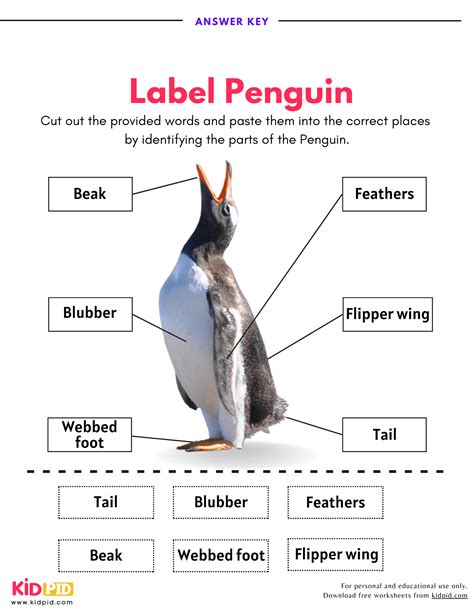 Label Penguin Body Parts Worksheet - Kidpid