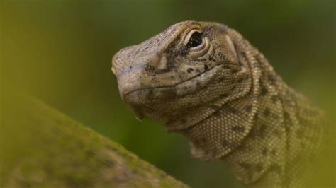 Image result for Computer Monitor Lizard