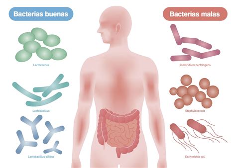 Des probiotiques pour prendre soin de la flore intestinale - Soigner naturel