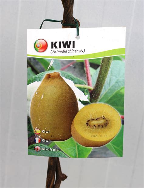 Kiwi Gold (Amarelo) embalado - Horto Girassol