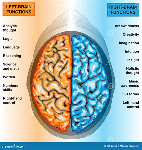 El Cerebro Humano a La Izquierda E a La Derecha Funciona Stock de ilustración - Ilustración de ...