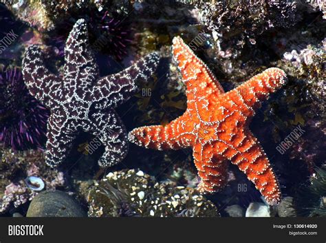 Two Ochre Sea Stars Image & Photo (Free Trial) | Bigstock