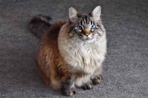 Maine Coon Ragdoll Mix