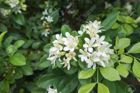 Rain Forest Rare Murraya Paniculata Orange jessamine" Mara Mulla ...