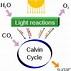 photosynthesis 的图像结果