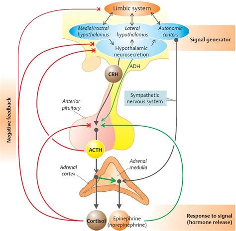 Adrenal Hormones - Physiology - An Illustrated Review